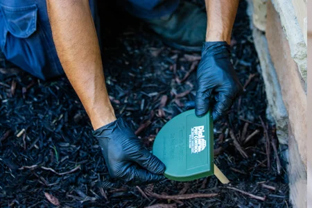 termite treatment - checking a termite station