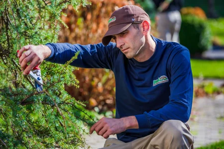 pruning shrubs