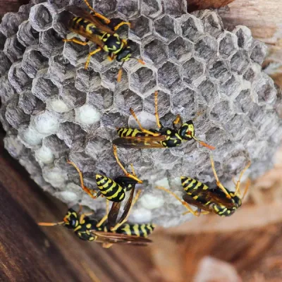 bees nest on house