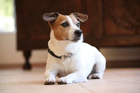 Jack Russel Terrier Dog