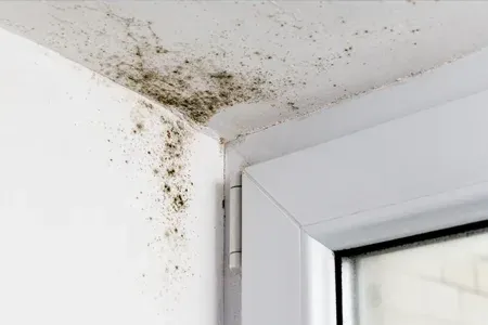 mold removal