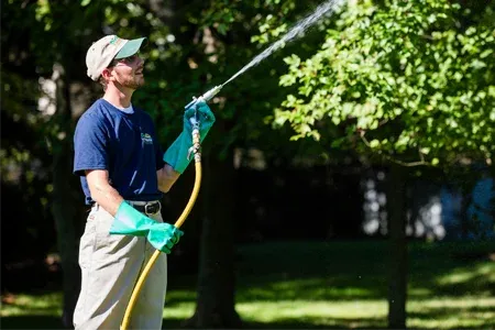 technician spraying tree