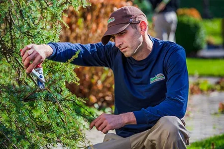 pruning a tree