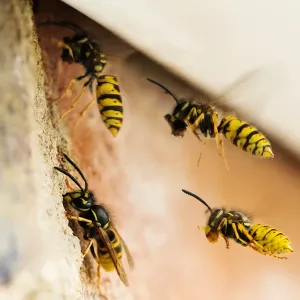 bees flying into nest underneath siding of a house