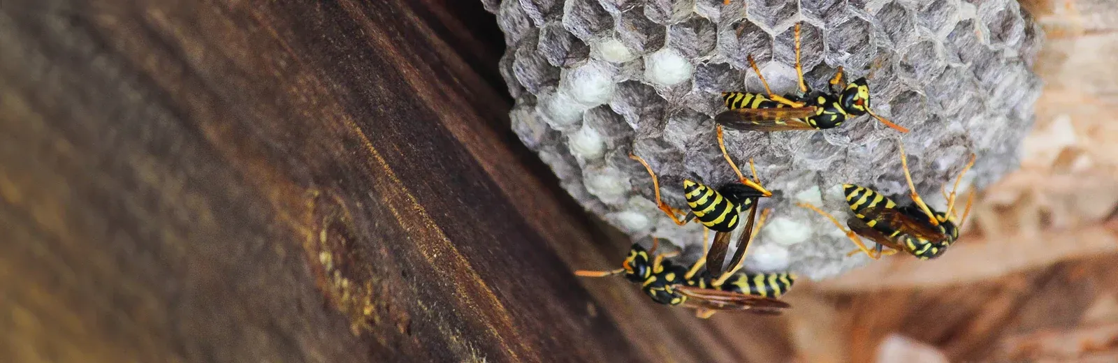 bees nest on house