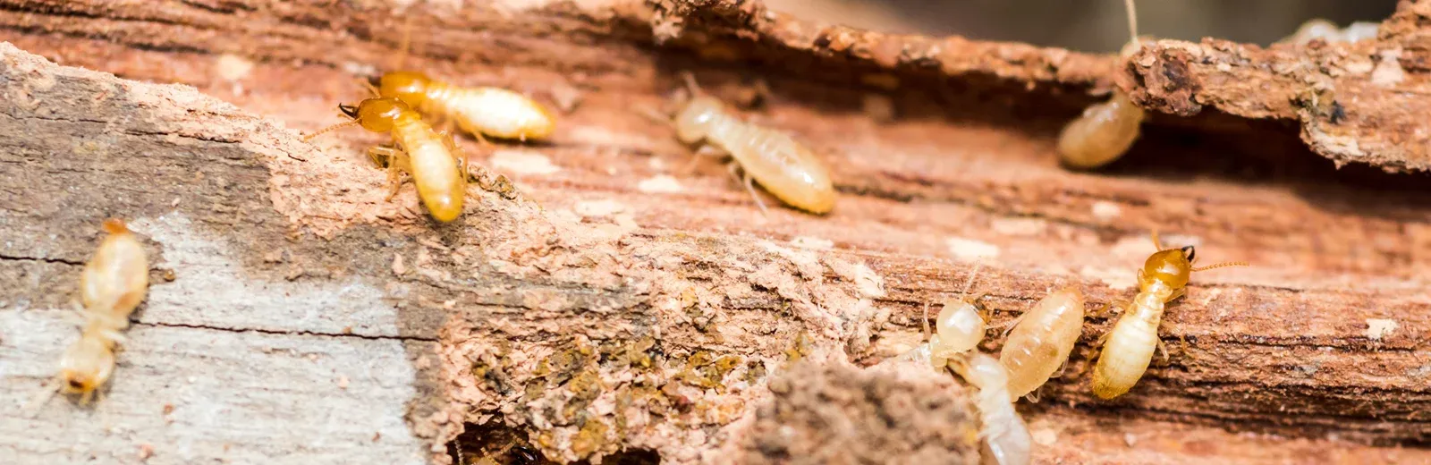 termites on wood