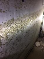 mold