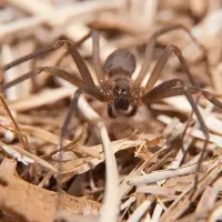 brown recluse