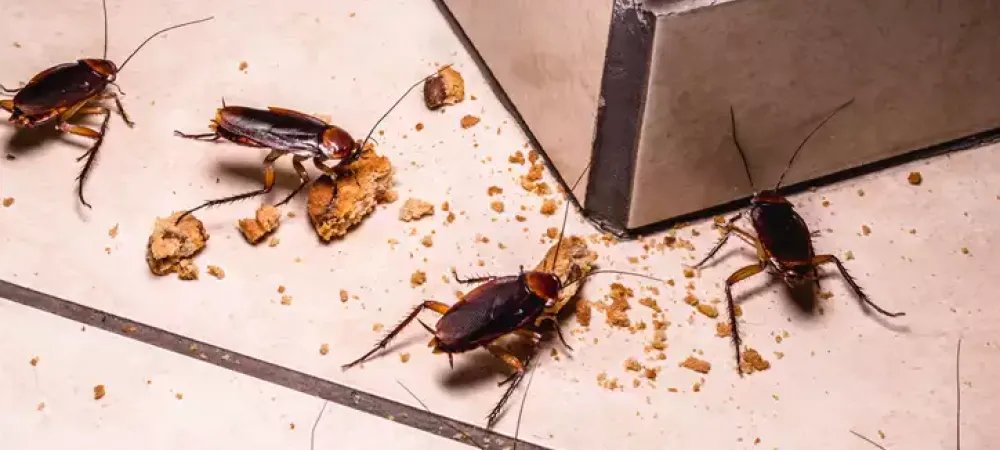 cockroaches