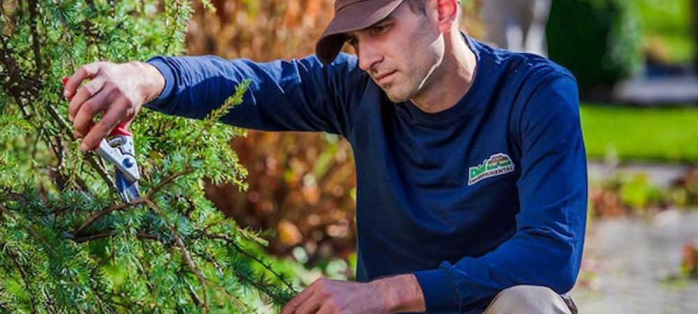 Dormant Pruning