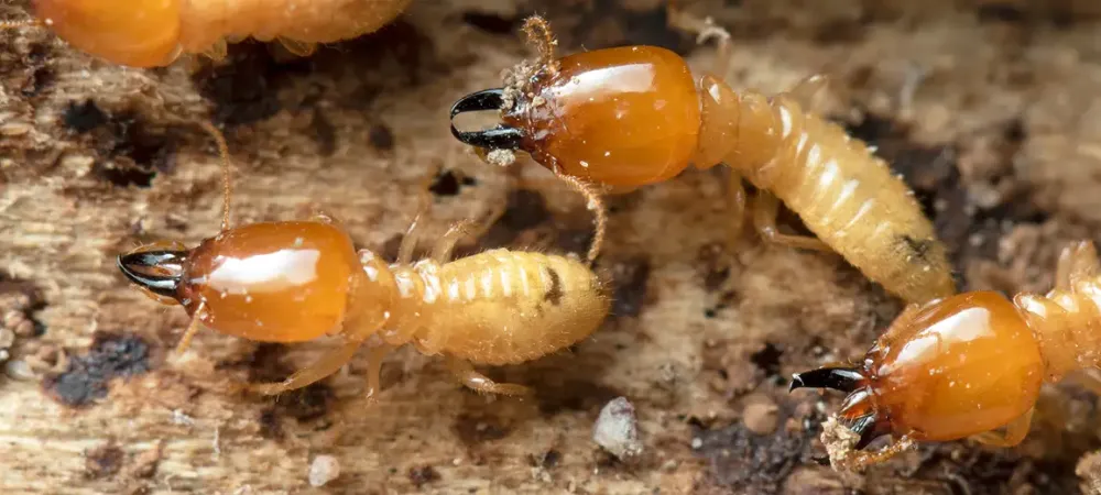 termite